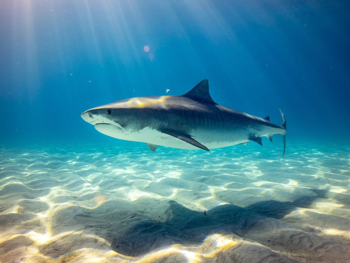 20 Worst Shark Tank Deals Ever